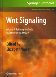 Wnt Signaling